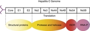 Hepatitis C genome