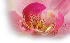 Female Sexual Dysfunction