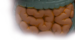 Crohn&rsquo;s Disease